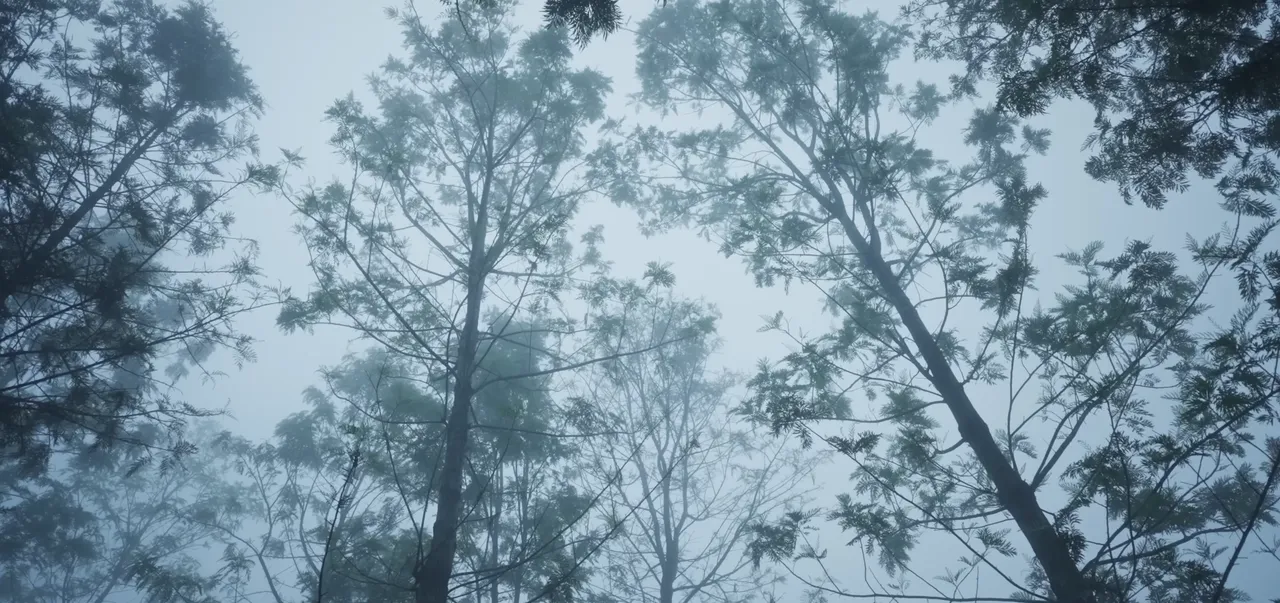 Tall forest trees disappearing into dense Kanthalloor mist
